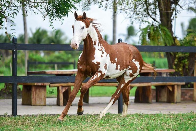 Breyer Horse Truly Unsurpassed