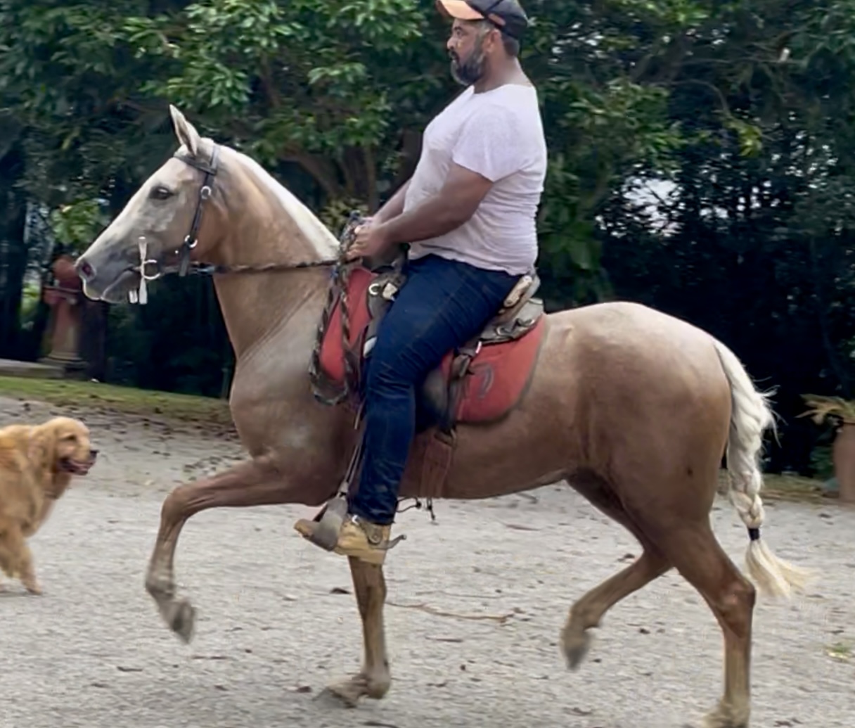 BRISA CENTRAL DO MARCHADOR