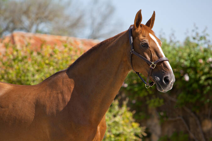 BALOUBET DU ROUET  X  VOLTAIRE X PALLADIUM JMEN