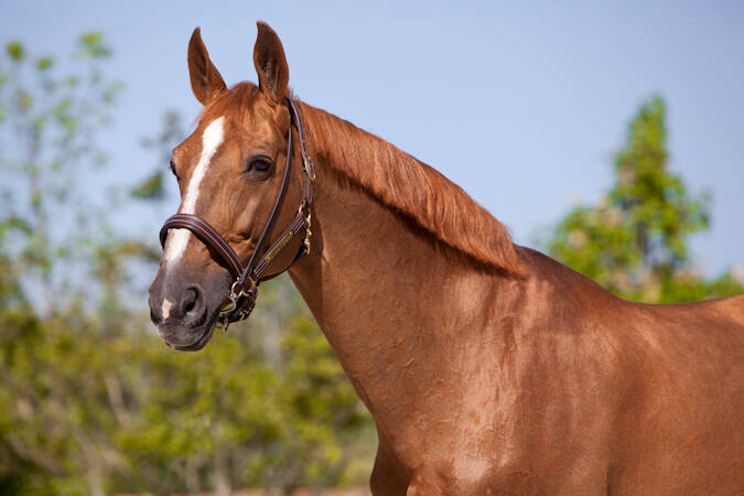 BALOUBET DU ROUET  X  VOLTAIRE X PALLADIUM JMEN