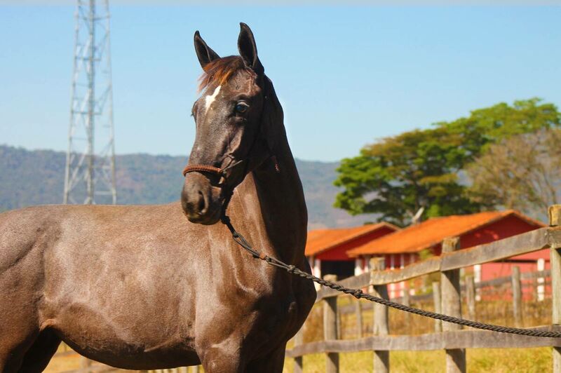 Foto CAC AQUILA