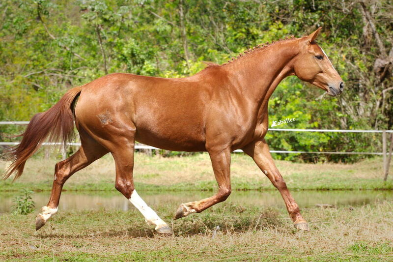 SQF CAPITU