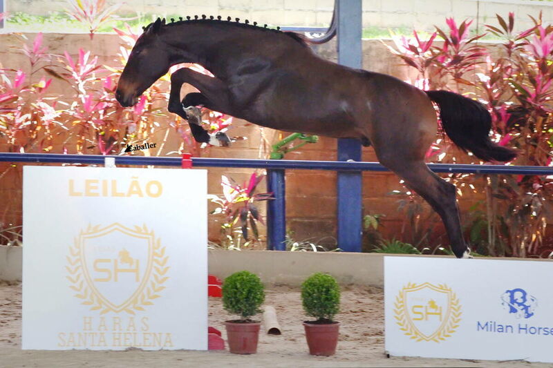 Foto DARCO PHANTER SH