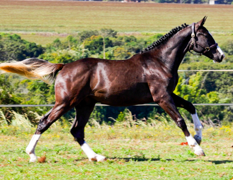 CORNADO ITG