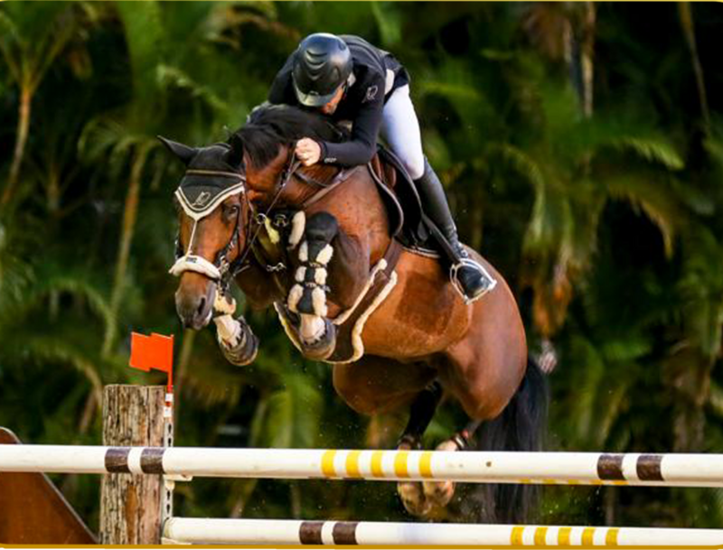 DOMINATOR X GALIPOLLI TER DOORN (HEARTBREAKER X QUIDAM DE REVEL)