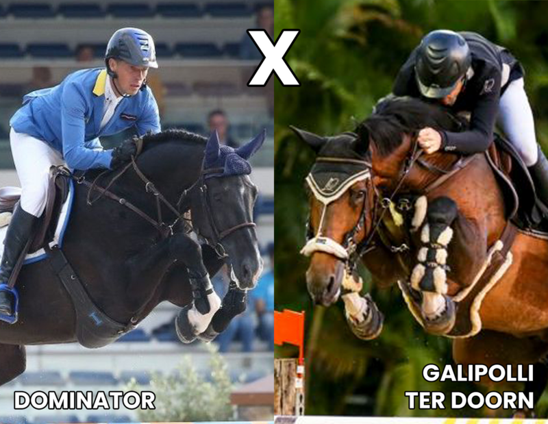 Foto DOMINATOR X GALIPOLLI TER DOORN (HEARTBREAKER X QUIDAM DE REVEL)