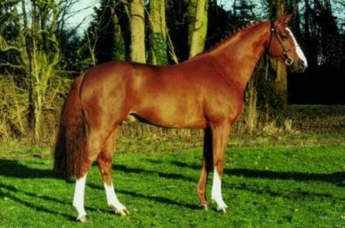 TANGELO VAN DE ZUUTHOEVE X BABALOU AMOR (BALOUBET DU ROUET)