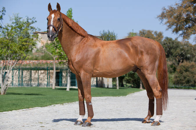 TANGELO VAN DE ZUUTHOEVE X BABALOU AMOR (BALOUBET DU ROUET)