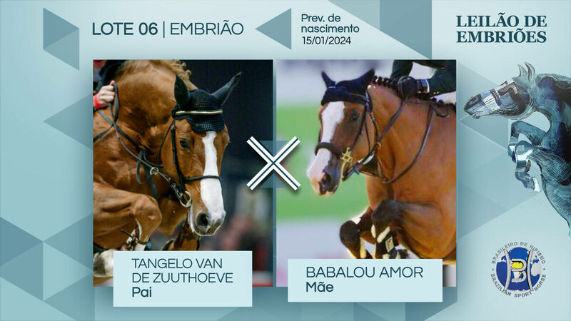 Foto TANGELO VAN DE ZUUTHOEVE X BABALOU AMOR (BALOUBET DU ROUET)