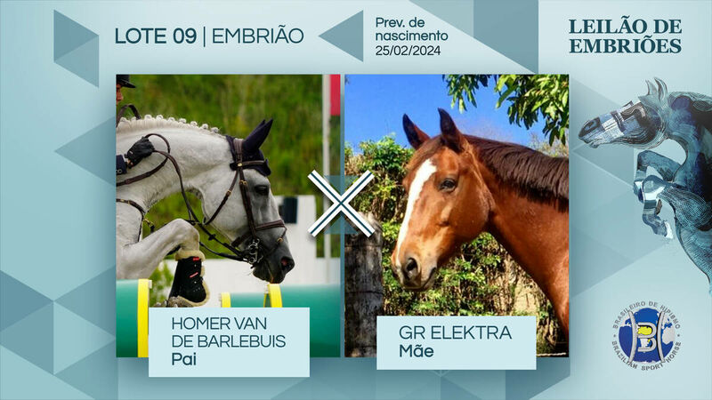 Foto HOMER VAN DE BARLEBUIS  X GR ELEKTRA (MIRAGE)