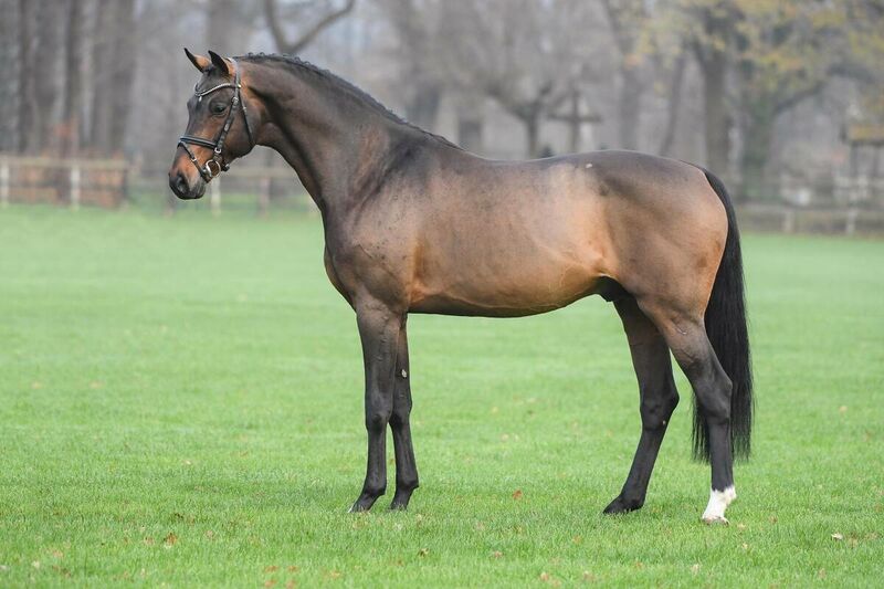 CONTHARGOS X CHACCO FINEST ASK (CHACCO BLUE)