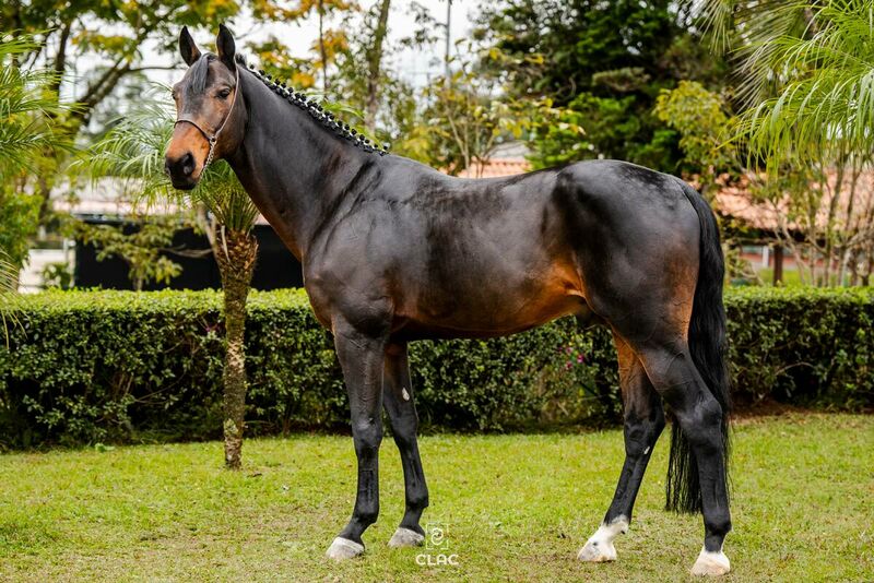 CAESAR Z X VICTORIA COOPER (CONCORDE)