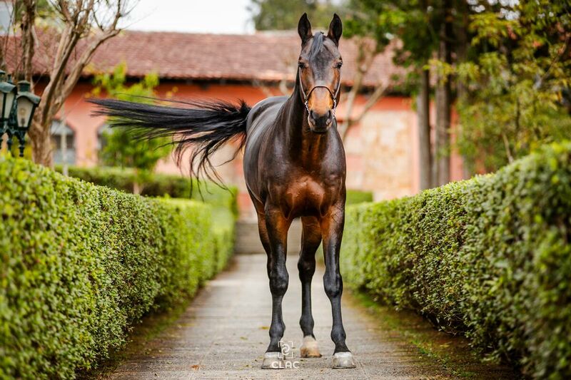 CAESAR Z X VICTORIA COOPER (CONCORDE)