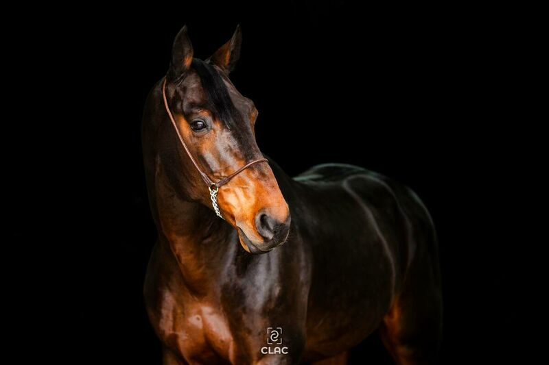 CAESAR Z X VICTORIA COOPER (CONCORDE)