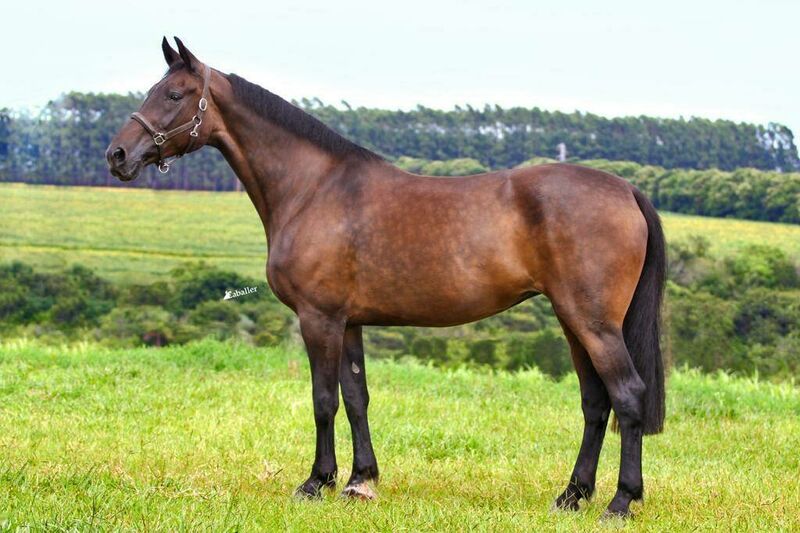 CAESAR Z X VICTORIA COOPER (CONCORDE)