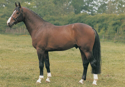 CAESAR Z X VICTORIA COOPER (CONCORDE)