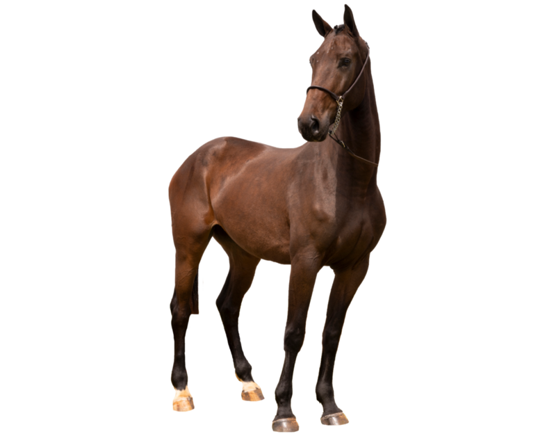 ONIX TW X PARIS M (ELVIS TER PUTTE)
