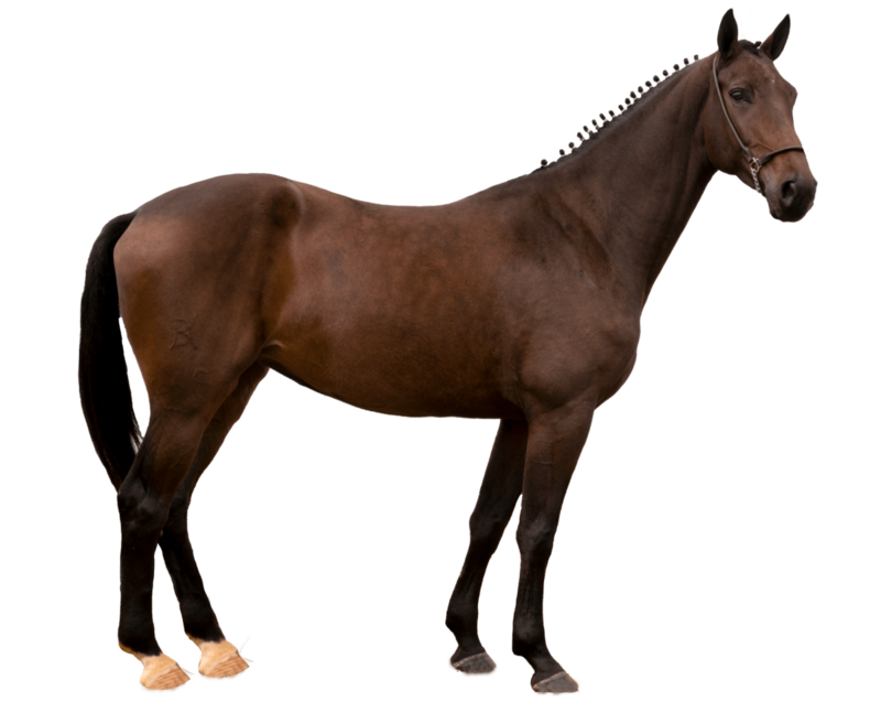 ONIX TW X PARIS M (ELVIS TER PUTTE)