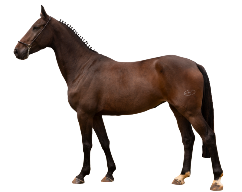 ONIX TW X PARIS M (ELVIS TER PUTTE)