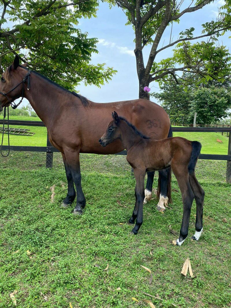 EMERALD VAN T RUYTERSHOF X LAND INDORADA MYSTIC ROSE (LANDRITTER) -