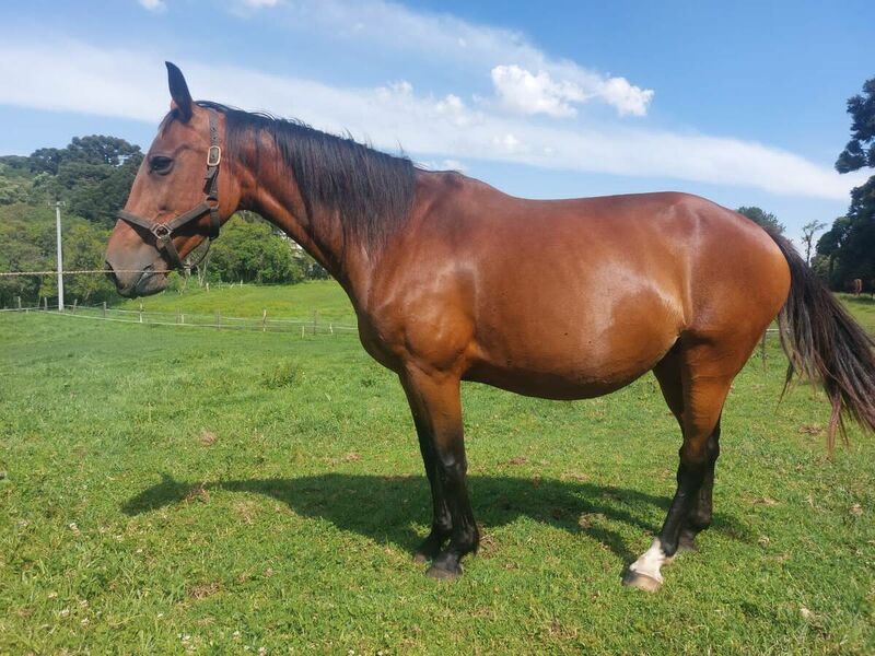 CORNET OBOLENSKY X EMILIA BELLA ADAL (EMILION)