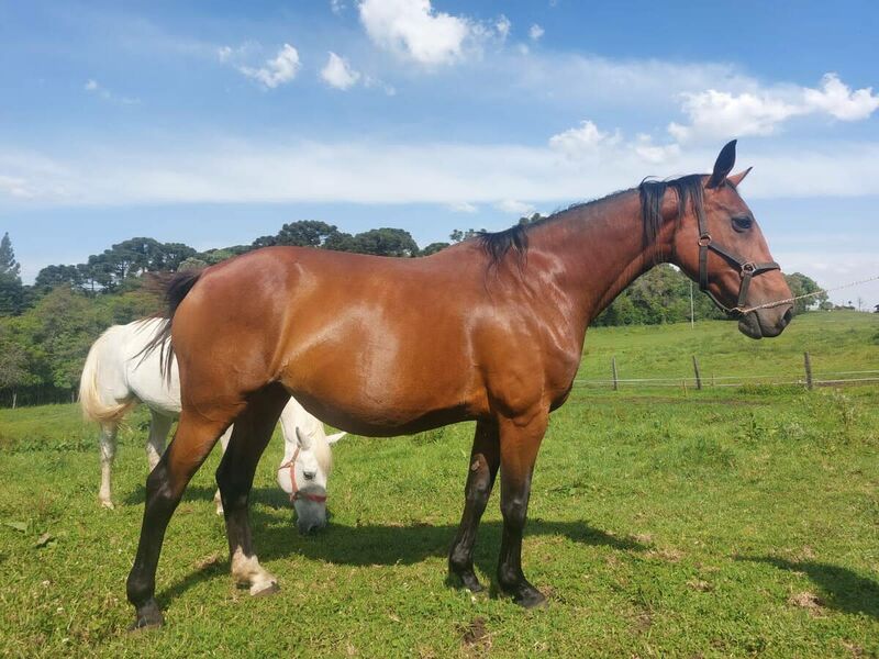 CORNET OBOLENSKY X EMILIA BELLA ADAL (EMILION)