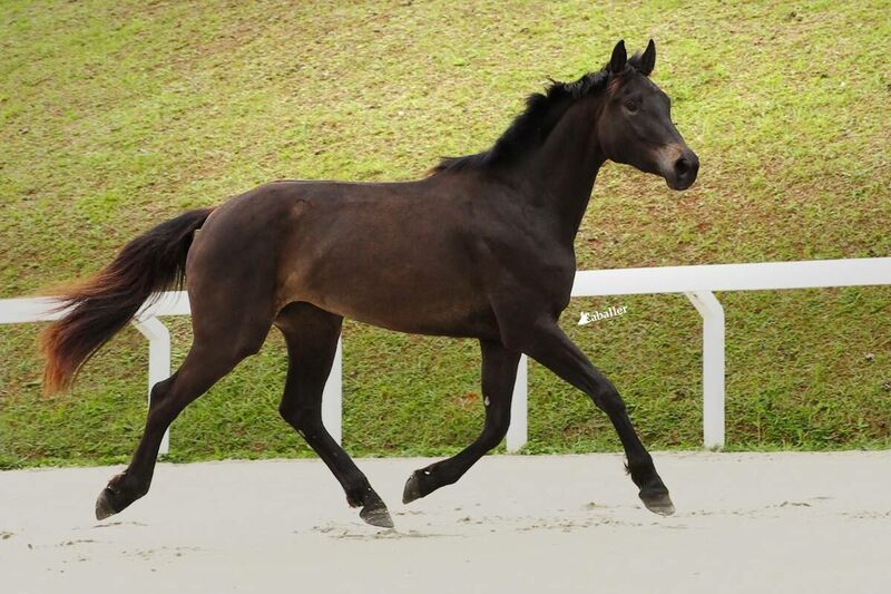 HSF LUNA