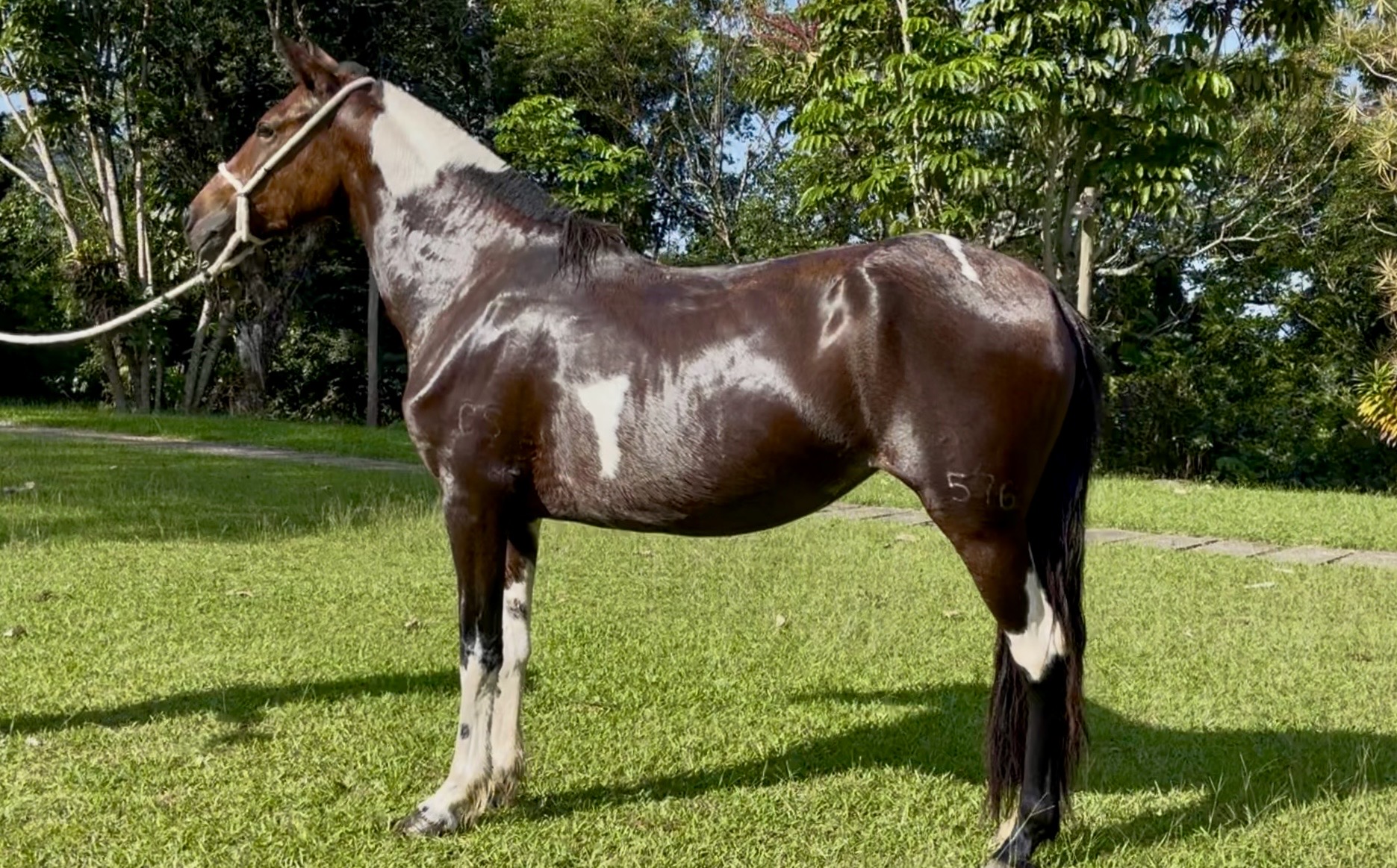 Foto OSTRA DA COXILHA GRANDE