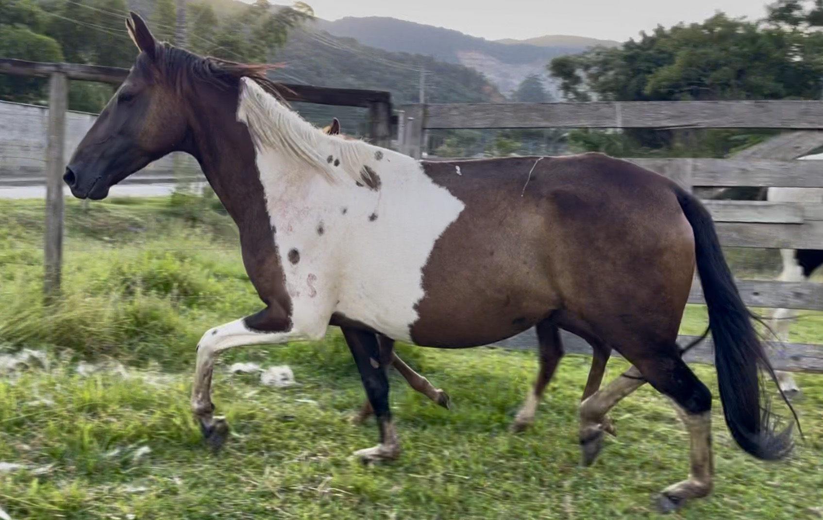 Foto OHANA DA COXILHA GRANDE