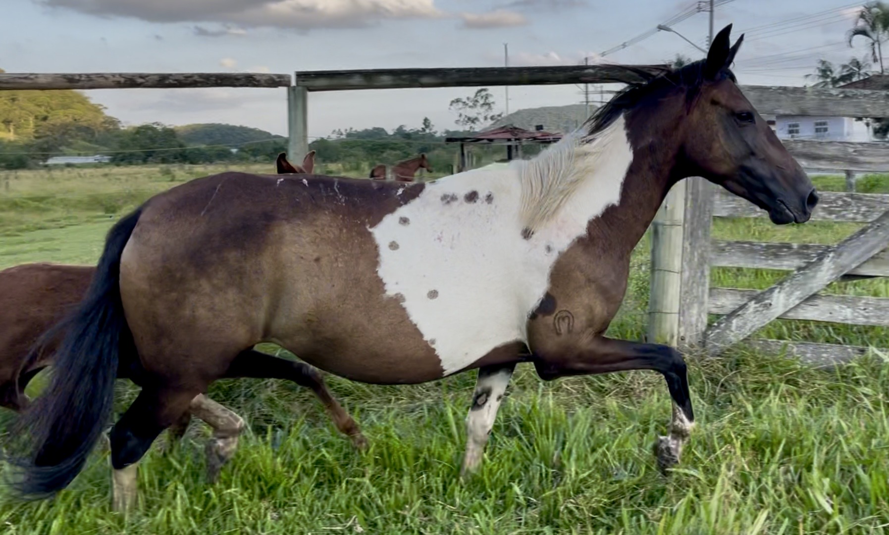 OHANA DA COXILHA GRANDE