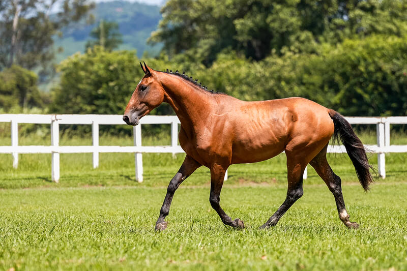 TABASCO DAS UMBURANAS