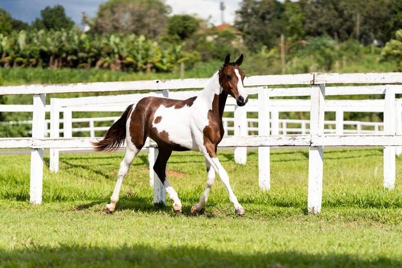 LOTE EXTRA - HPH APACHE TRV