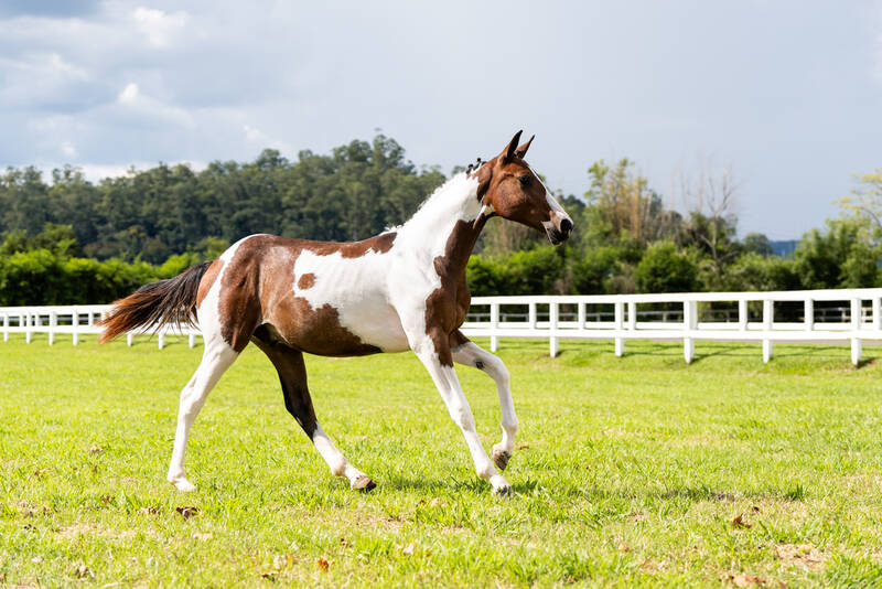 LOTE EXTRA - HPH APACHE TRV