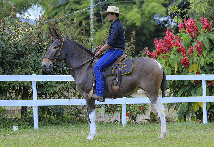 Foto Animal