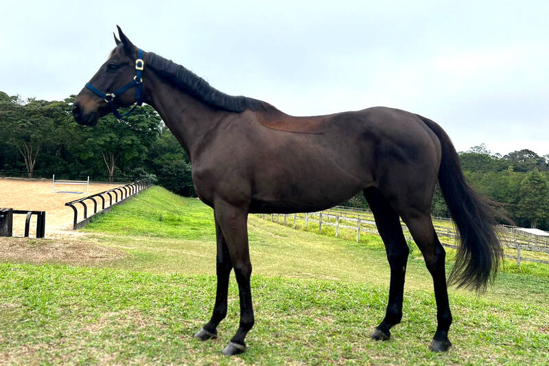 LOTE EXTRA: DEVOIR