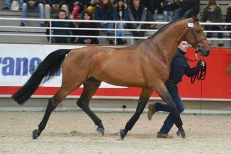 VAGABOND DE LA POMME X MISS HOLSTEINS MERCI (FOR FEELING)