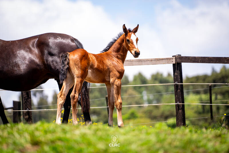 PARFAIT VAN HET SCHAECK X WIDOBA (CANABIS Z)