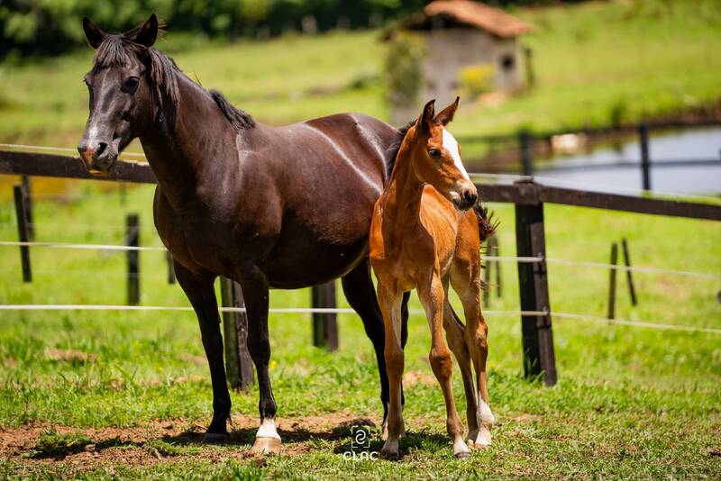 PARFAIT VAN HET SCHAECK X WIDOBA (CANABIS Z)