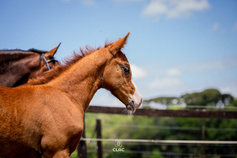 CARIBIS Z X LEKTION ADAL (AKTION PUR)