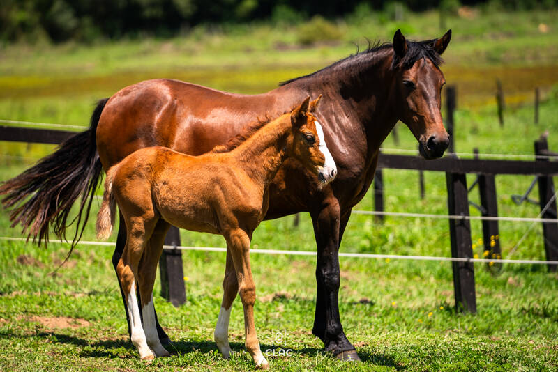 CARIBIS Z X LEKTION ADAL (AKTION PUR)