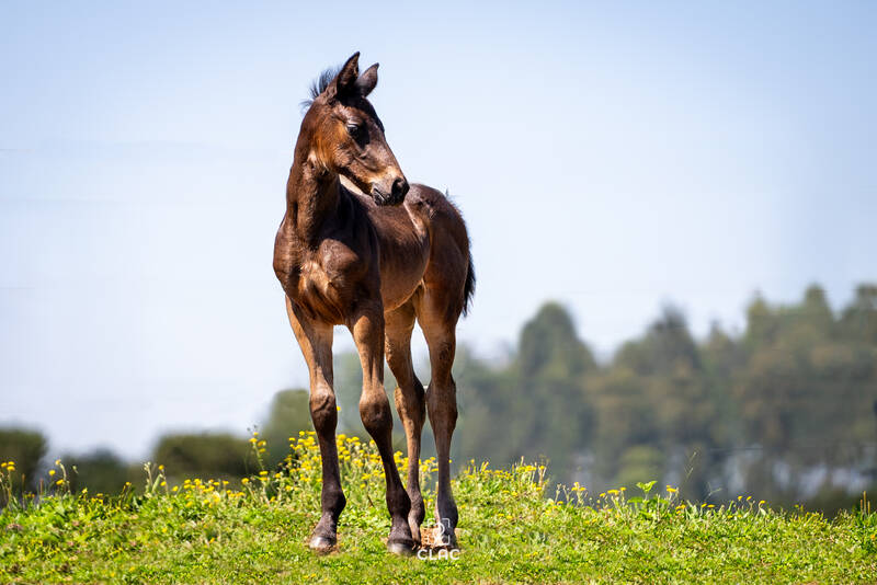 CAESAR Z X GICARA 2 (CHARMING BOY)