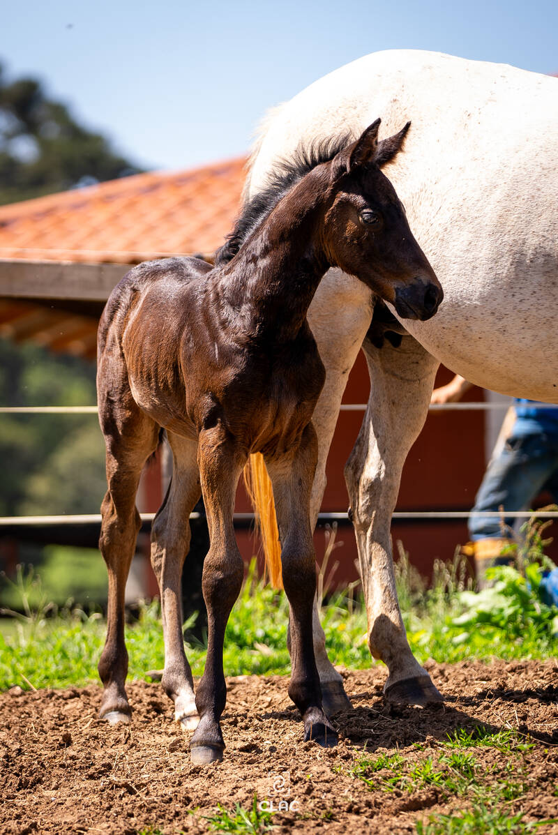 CAESAR Z X GICARA 2 (CHARMING BOY)