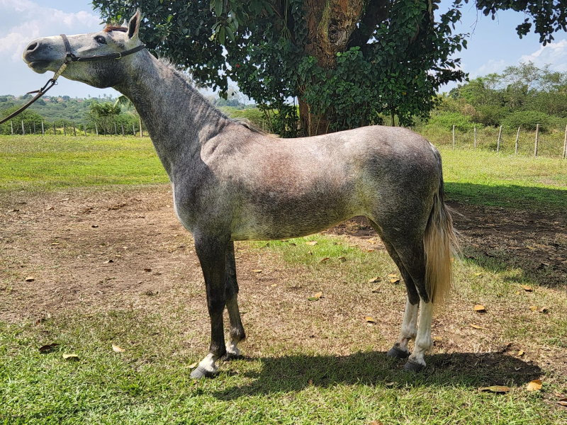 LEMBRANÇA Z.F