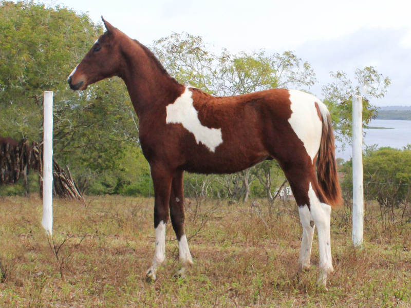 POTRO PAMPA DE CASTANHO CHAPA BRANCA