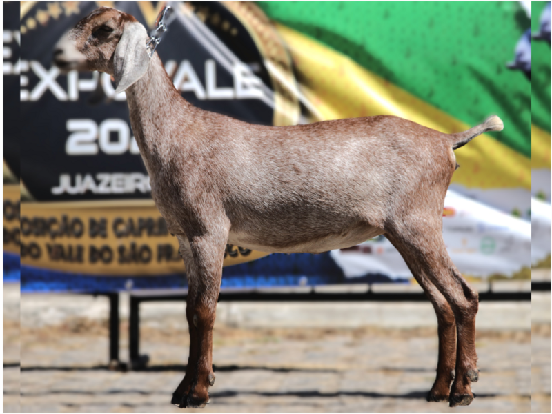 Foto SCV MEURI DA TALISMA