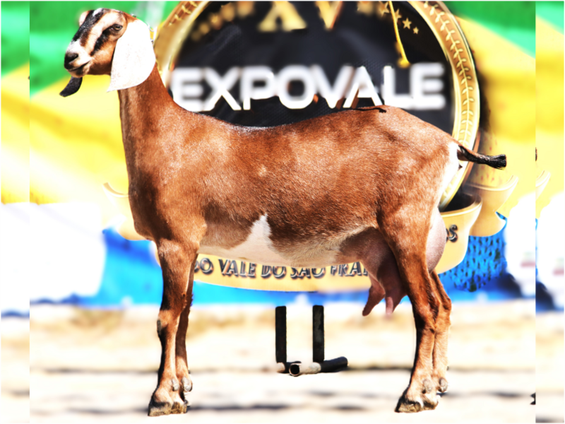 23034 DO JACURUTU