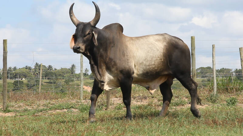 PACIFICADOR DA FASF