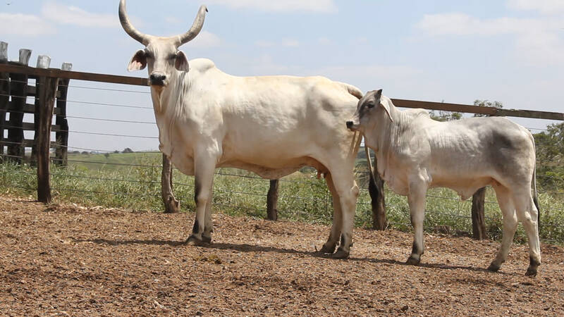 ITAJUBEBA SM