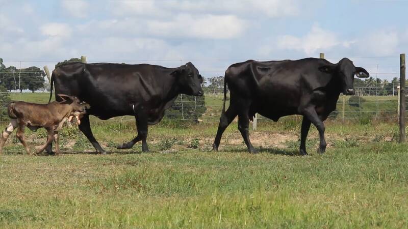 BOERDERIJ DA FASF