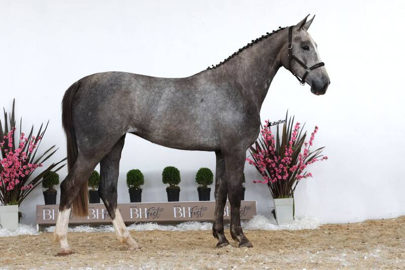 EQUICENTER SAPUCAIA